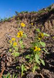 Helianthus annuus. Цветущие растения. Приморский край, г. Владивосток, гора Тюменская, окр. Нагорного парка, осыпной склон. 10.09.2026.