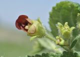 Scrophularia maximowiczii. Верхушка побега с цветком. Приморье, о. Шкота, коса, полынно-кустарниковое сообщество. 27.06.2026.