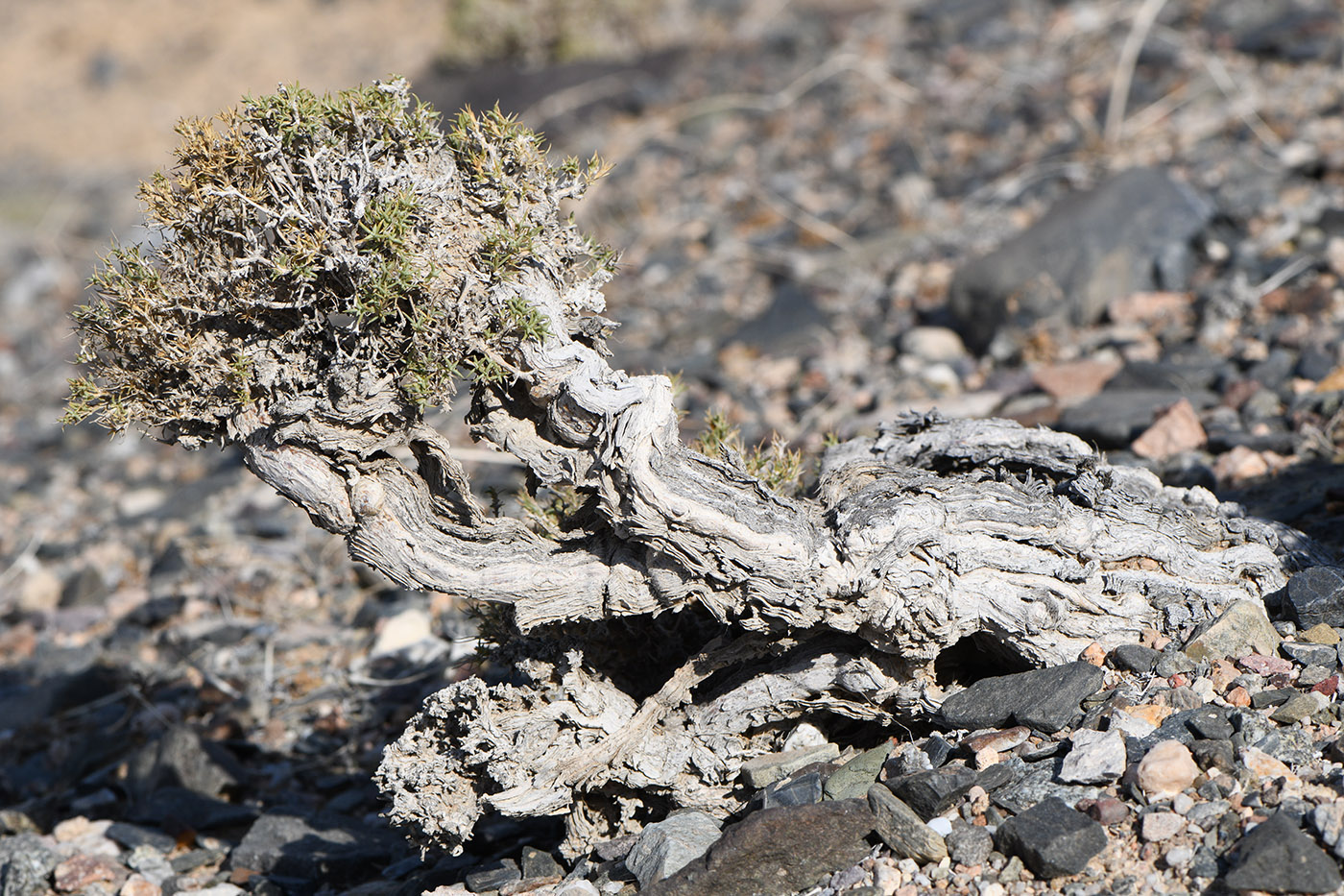 Image of Arthrophytum longibracteatum specimen.