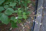 unknown species. Верхушка цветущего побега. Краснодарский край, г. Сочи, парк \"Дендрарий\". 17.08.2026.