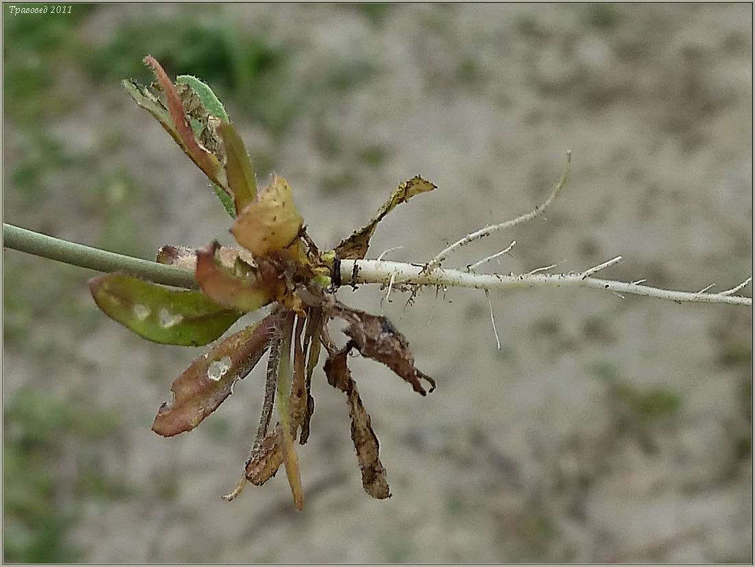 Изображение особи Arabidopsis thaliana.