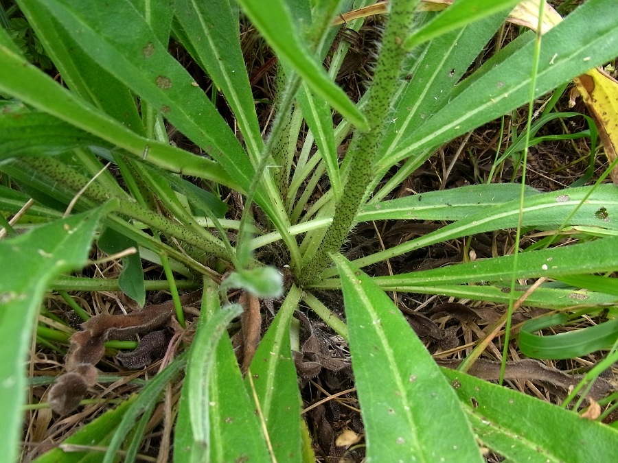 Image of Echium vulgare specimen.