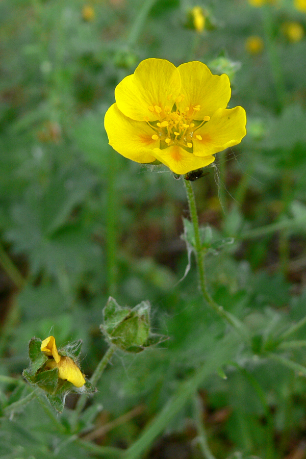 Изображение особи Potentilla crantzii.