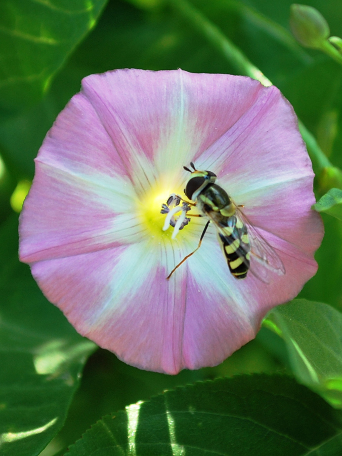 Изображение особи Convolvulus arvensis.