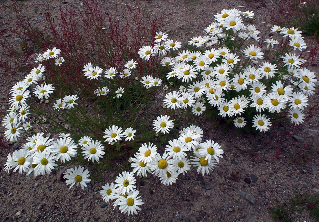 Image of Tripleurospermum subpolare specimen.