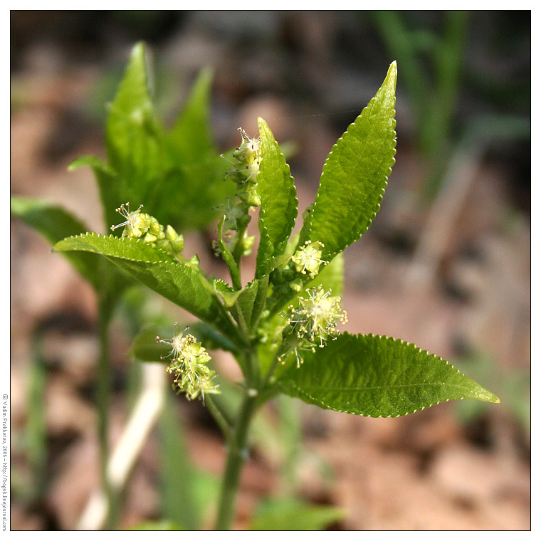 Изображение особи Mercurialis perennis.