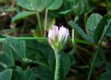 Trifolium fragiferum