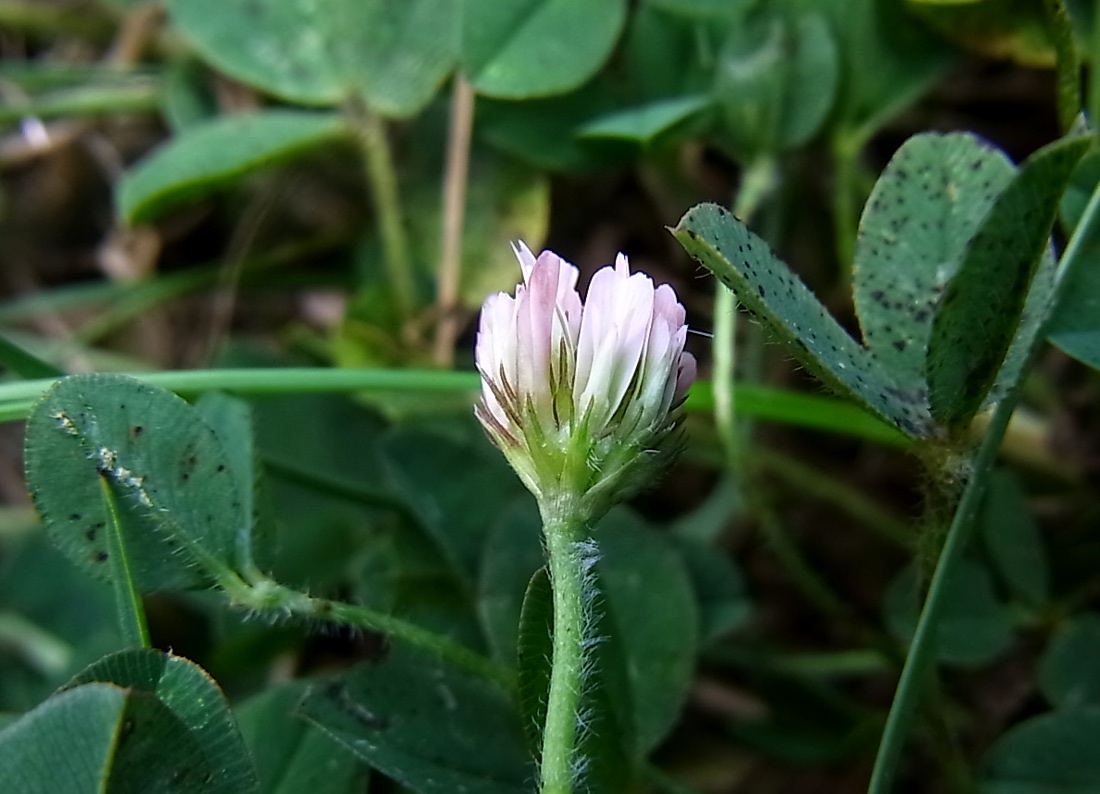 Изображение особи Trifolium fragiferum.