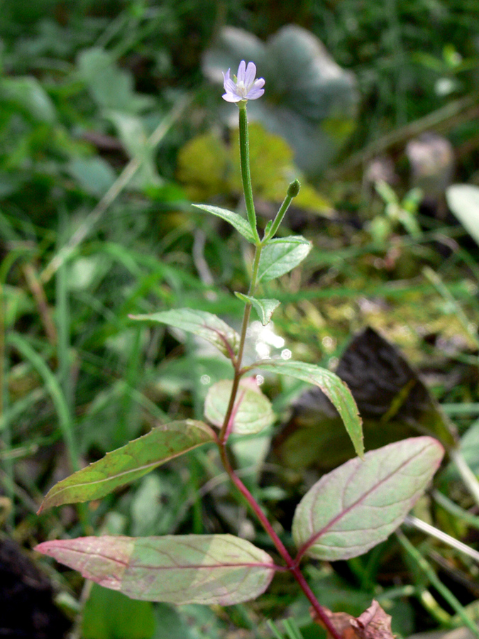 Image of Epilobium adenocaulon specimen.