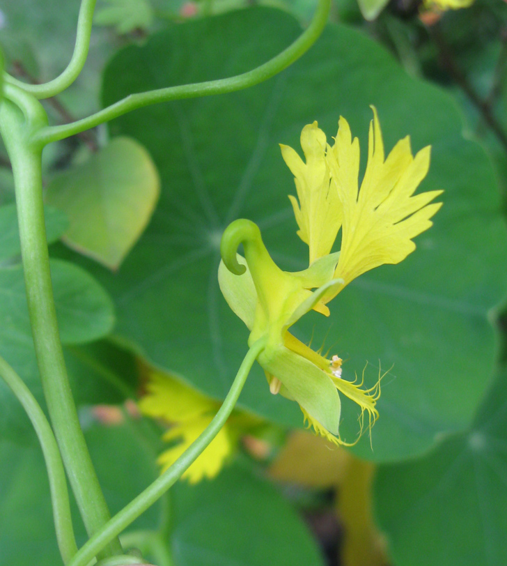 Изображение особи Tropaeolum peregrinum.