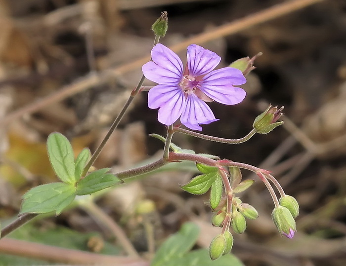 Изображение особи род Geranium.