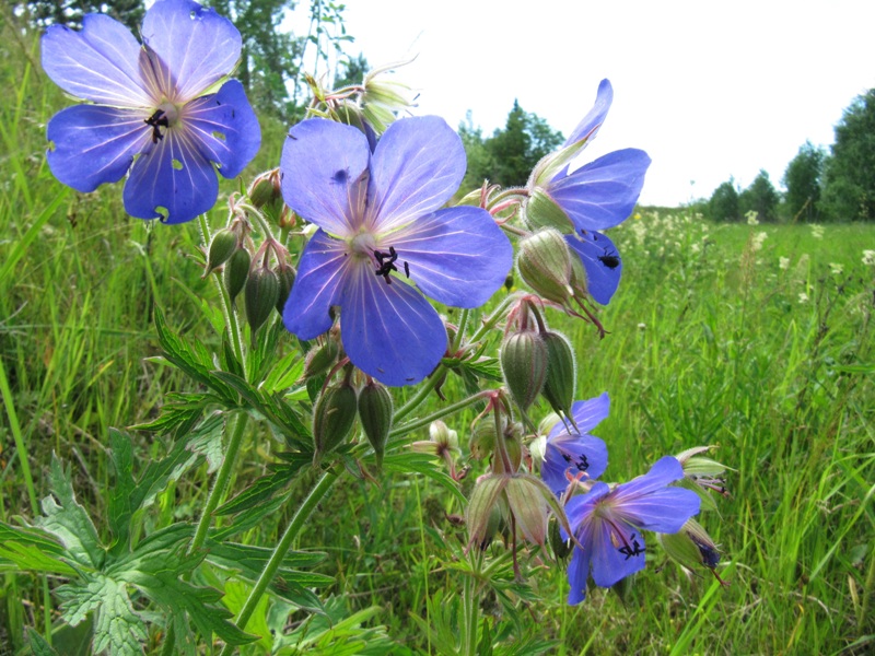 Image of Geranium pratense specimen.