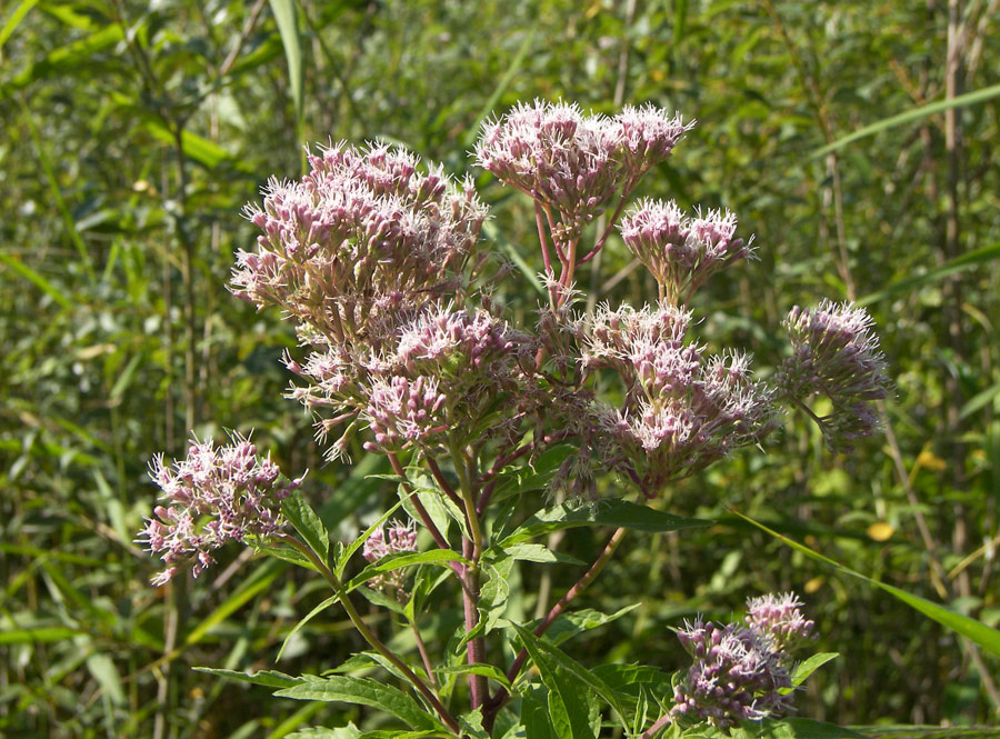 Изображение особи Eupatorium cannabinum.