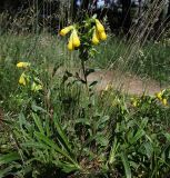 Onosma caucasica subspecies oligotricha