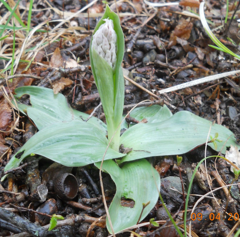 Image of Orchis simia specimen.