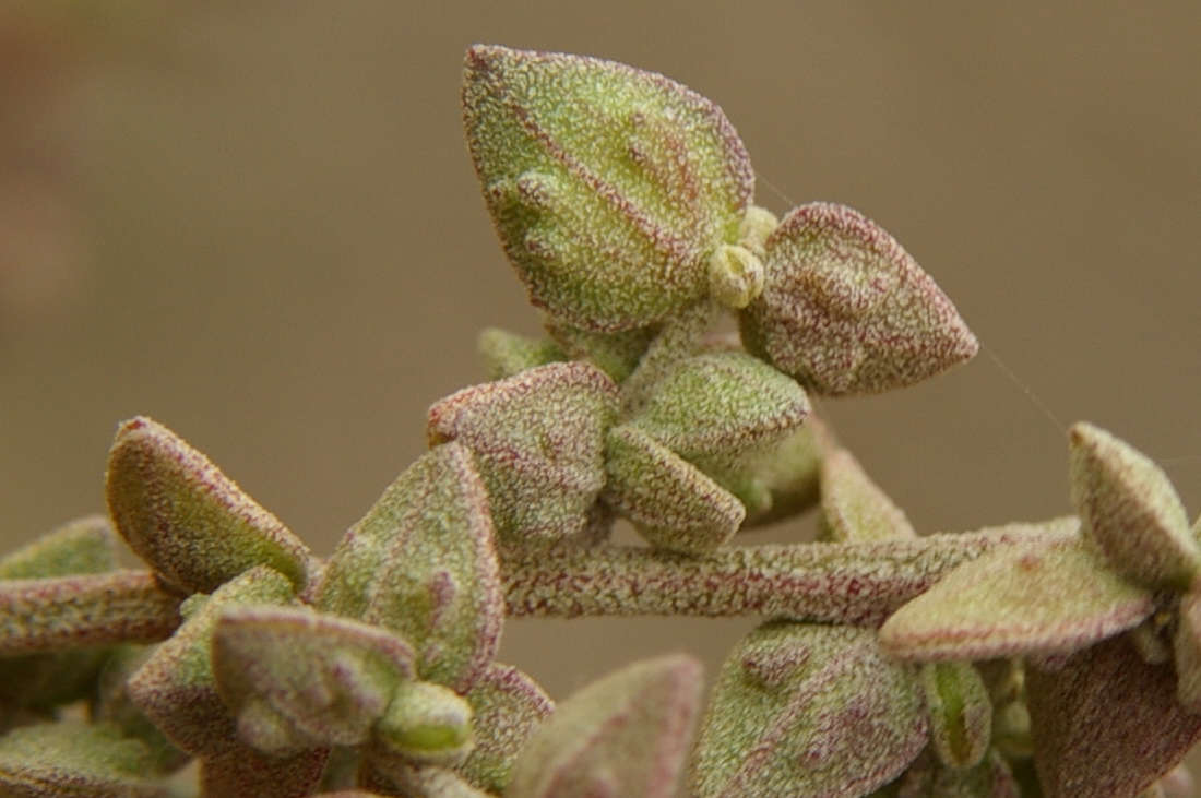 Image of Atriplex oblongifolia specimen.