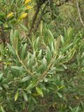 Olea europaea. Верхушка побега. Испания, Каталония, провинция Girona, Costa Brava, Sant Feliu de Guíxols, в подлеске соснового леса. 24 октября 2008 г.