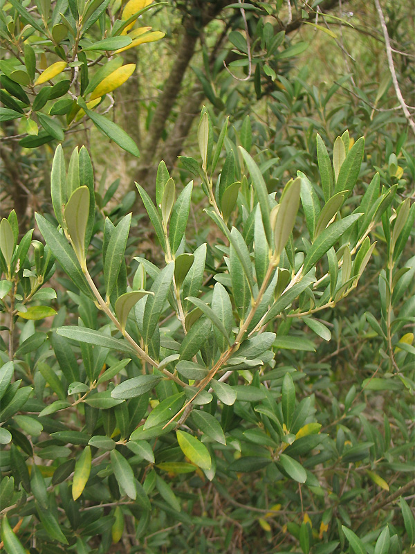 Image of Olea europaea specimen.