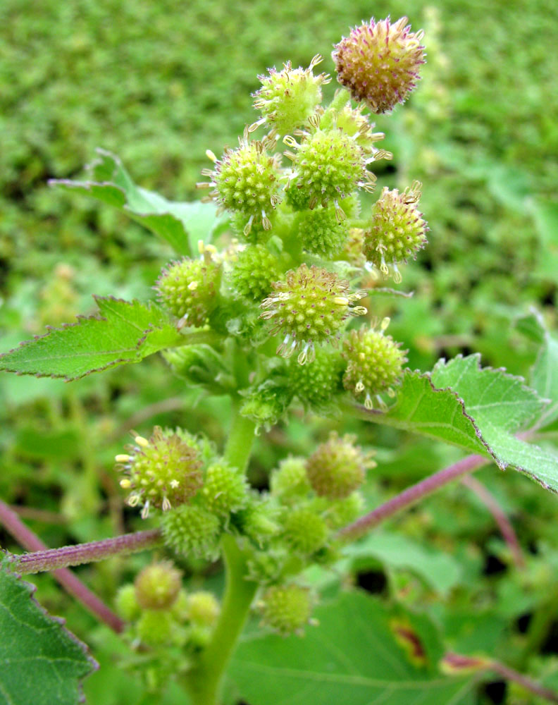 Изображение особи Xanthium orientale.