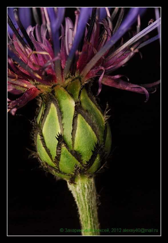 Image of Centaurea montana specimen.