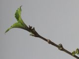 Viburnum plicatum. Верхушка ветки с распускающимися листьями. Германия, г. Кемпен, в культуре.29.03.2012.