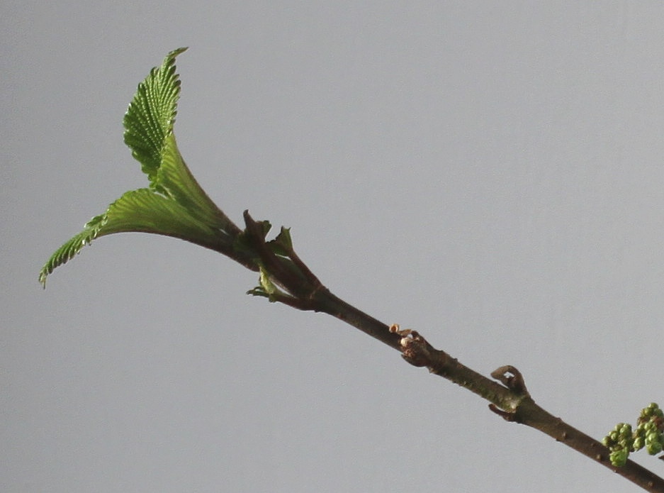 Image of Viburnum plicatum specimen.