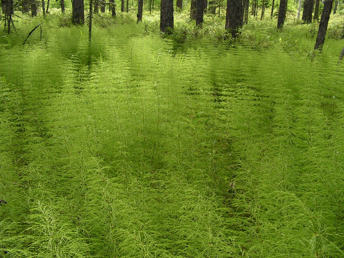 Изображение особи Equisetum sylvaticum.