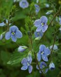 Veronica vindobonensis