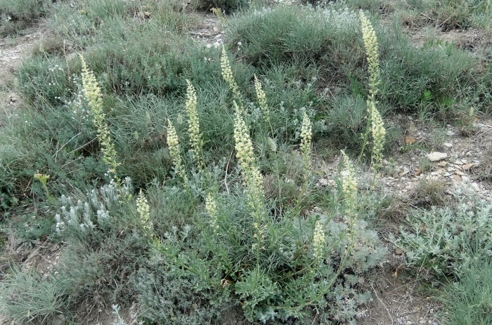 Image of Reseda lutea specimen.