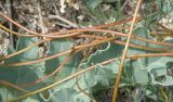 Cuscuta monogyna. Побеги на листьях катрана. Ейский полуостров, коса Долгая. 16.05.2012.