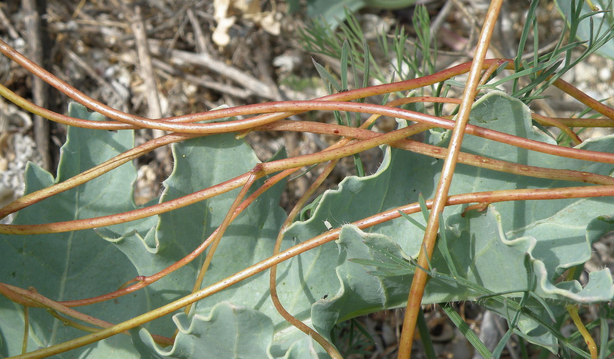 Image of Cuscuta monogyna specimen.