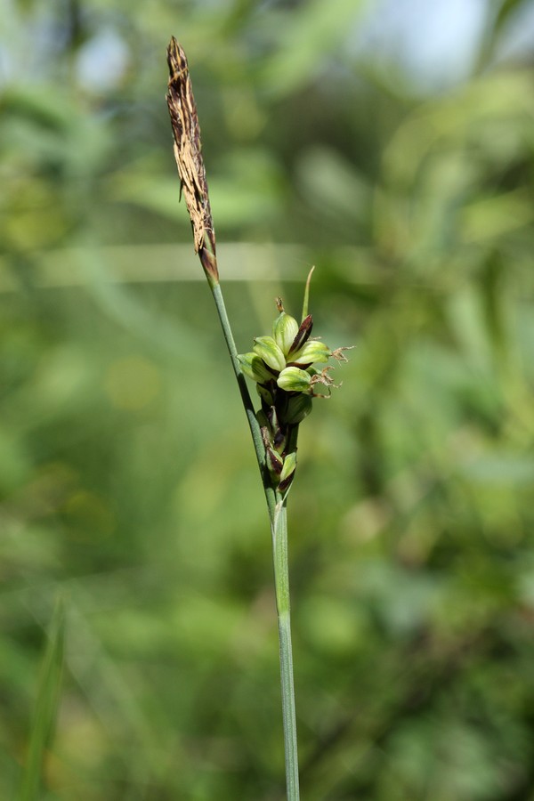 Изображение особи Carex panicea.