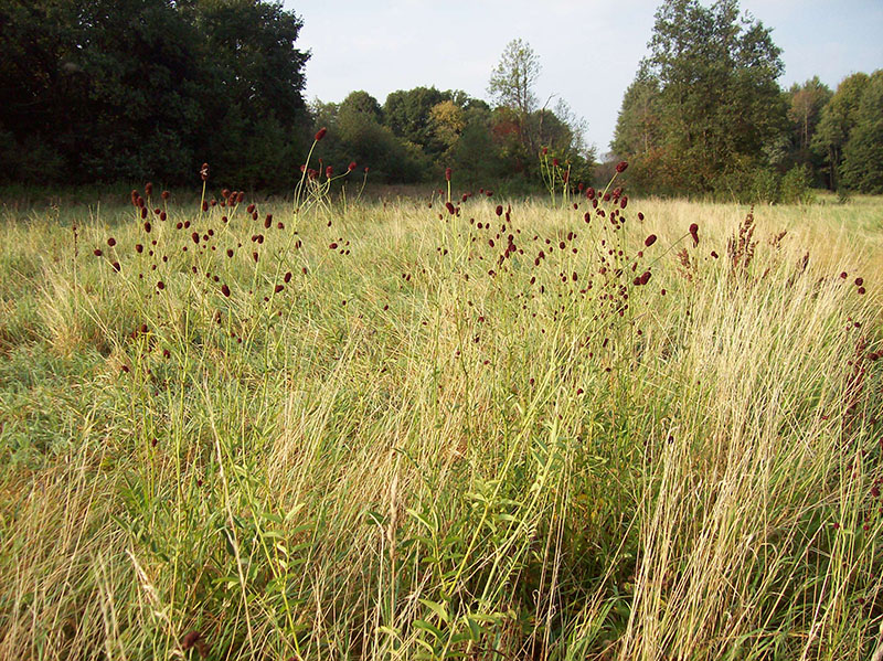 Image of Sanguisorba officinalis specimen.