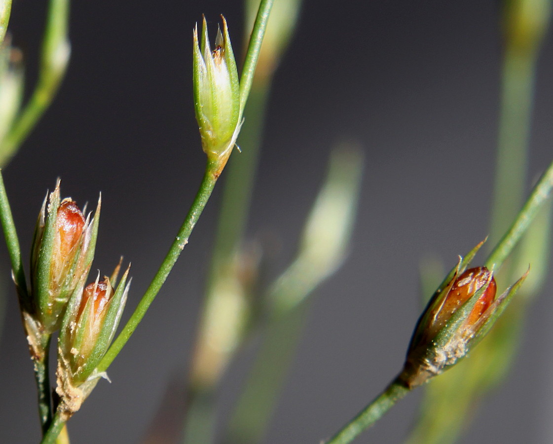 Изображение особи Juncus bufonius.