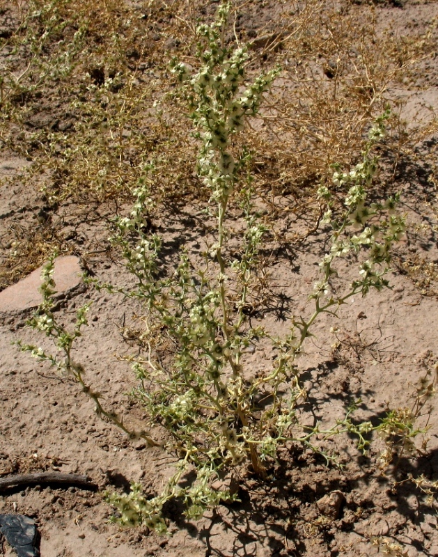 Изображение особи Halothamnus iliensis.