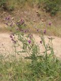 Centaurea apiculata