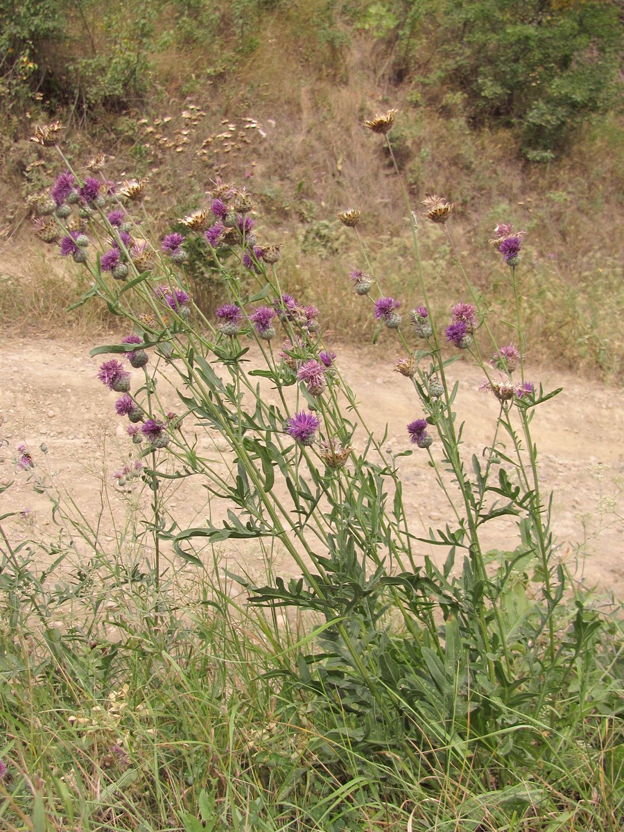 Image of Centaurea apiculata specimen.