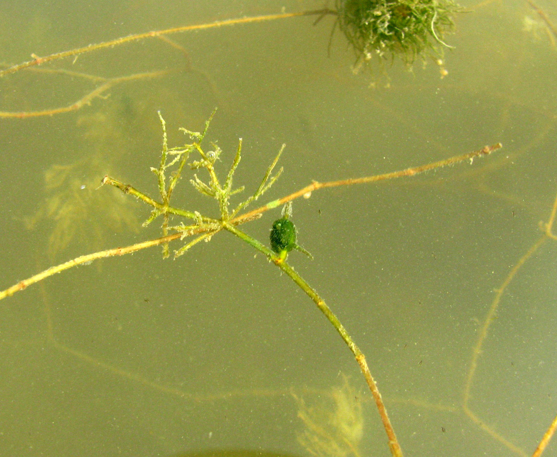 Изображение особи Ceratophyllum kossinskyi.