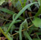 Leucanthemella linearis. Лист. Приморский край, Партизанский р-н, п-ов Трудный, падь Елизарова, травяное болото. 07.09.2012.