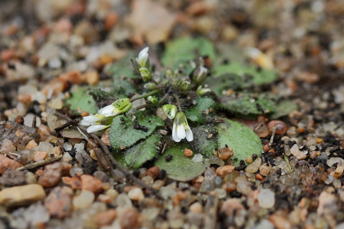 Image of Arabidopsis thaliana specimen.