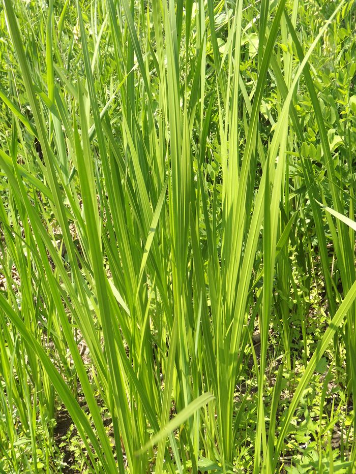 Image of Acorus calamus specimen.