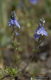 Veronica capsellicarpa