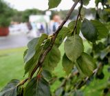 Fagus sylvatica разновидность pendula. Ветвь. Нидерланды, г. Venlo, \"Floriada 2012\". 11.09.2012.