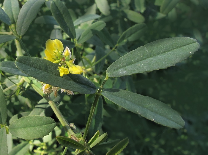 Изображение особи семейство Fabaceae.