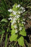 Ajuga reptans. Цветущее растение (белоцветковая форма). Подмосковье, окр. г. Кубинка, опушка леса. 21.05.2012.