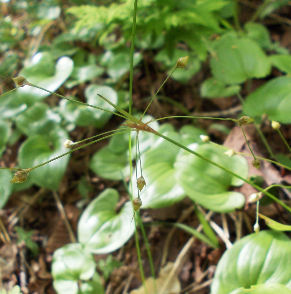 Image of Luzula rufescens specimen.