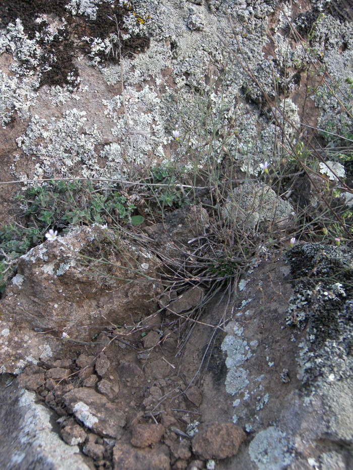 Image of Gypsophila lipskyi specimen.