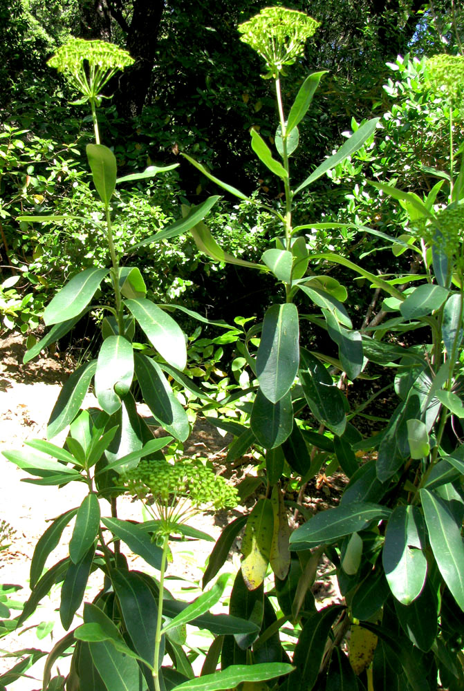 Image of Bupleurum fruticosum specimen.