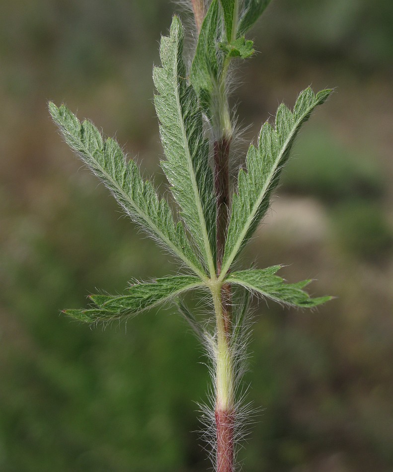 Изображение особи Potentilla pedata.