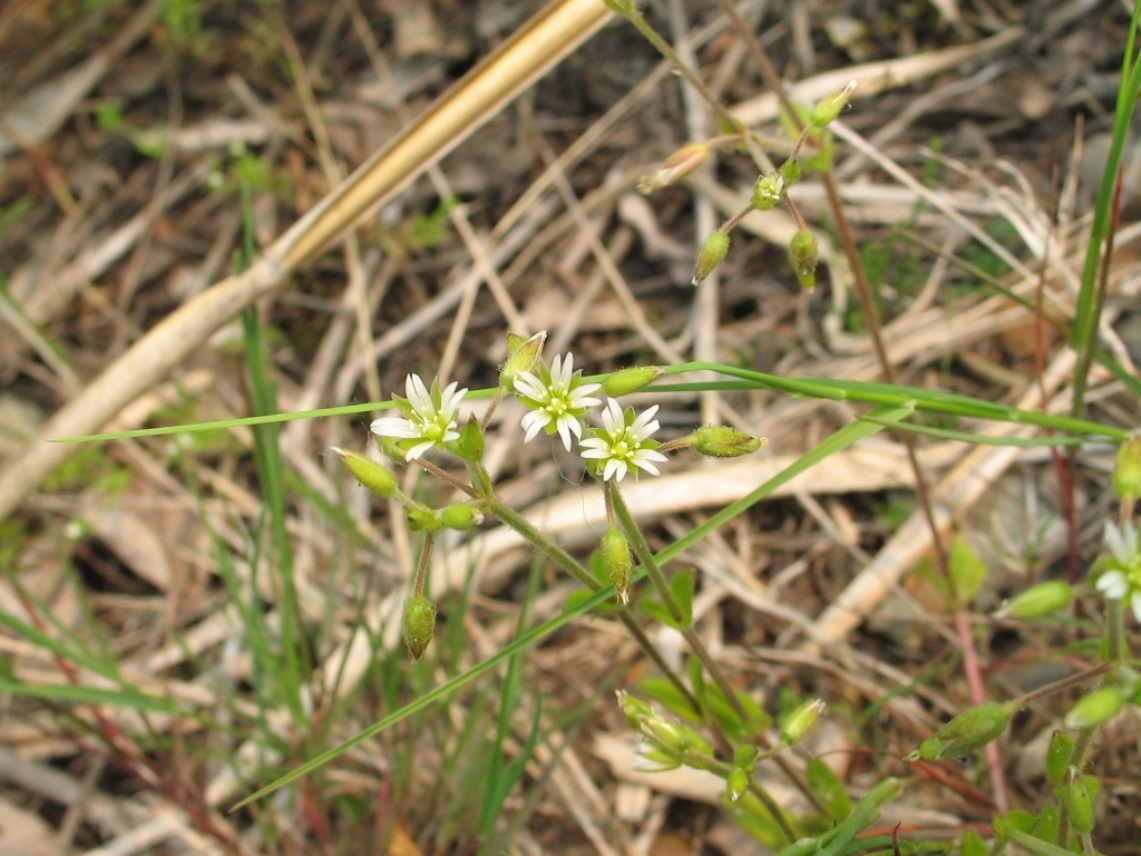 Изображение особи Cerastium holosteoides.